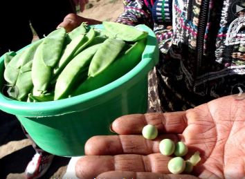 Cultura maya agricultura